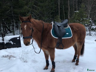 Schabrak & Vojlockar hästutrustning till salu: Fint equestrian Stockholm schabrak i Umeå - Annons 14