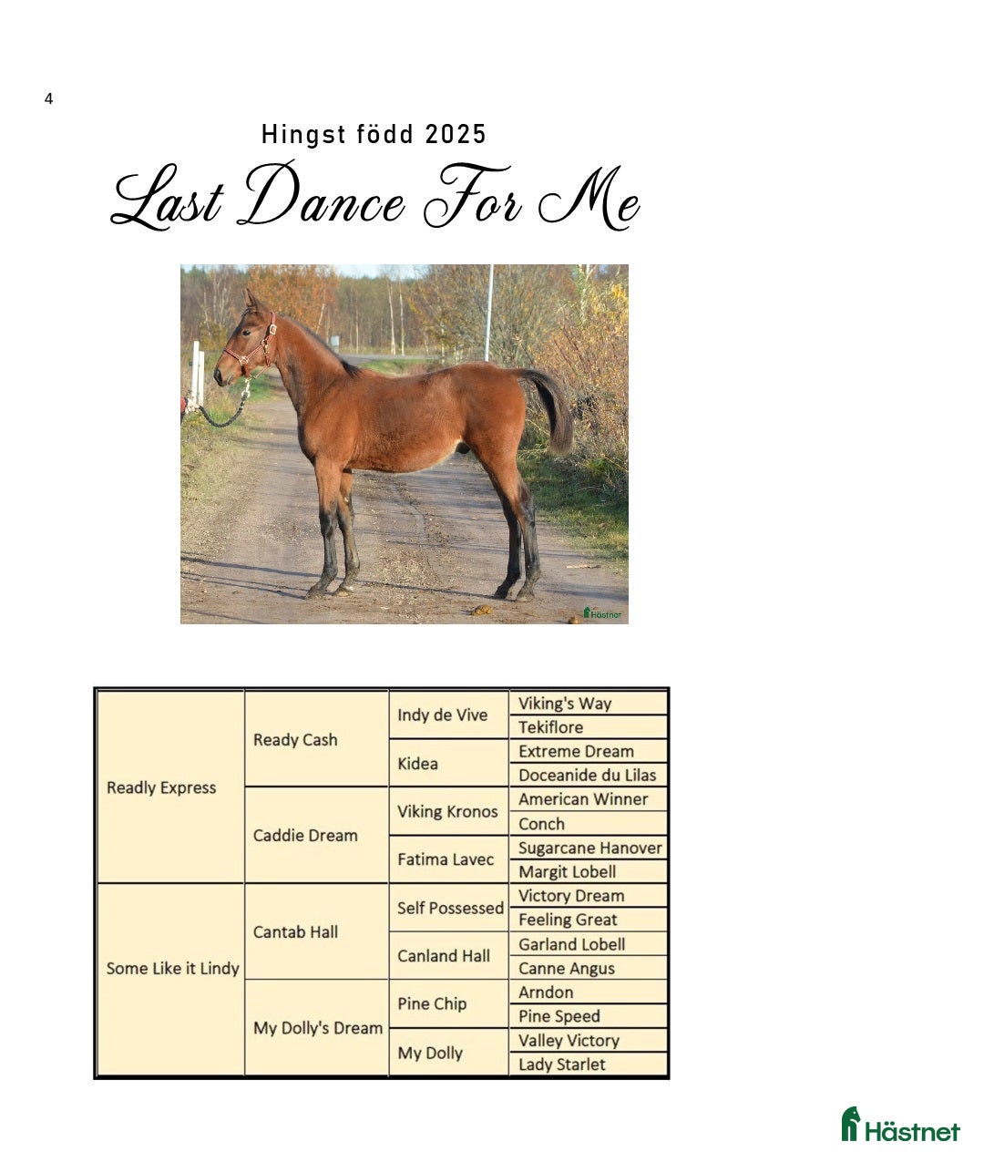  hästar TOPP STAMMAD READLY EXPRESS PÅ CANTAB HALL SÄLJE - Annons 8