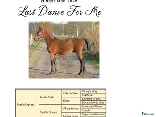 hästar TOPP STAMMAD READLY EXPRESS PÅ CANTAB HALL SÄLJES - Annons 10