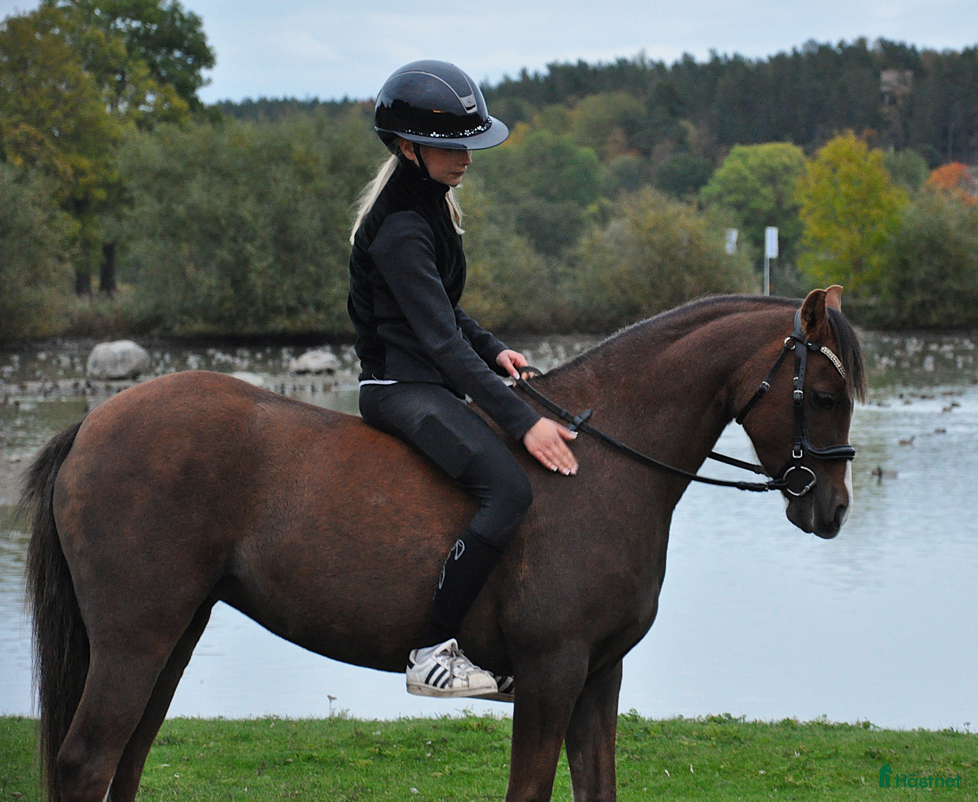  hästar Welsh sto söker nytt hem/foderhem i Enskede - Annons 3