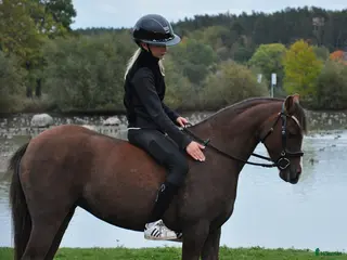 hästar Welsh sto söker nytt hem/foderhem i Enskede - Annons 3