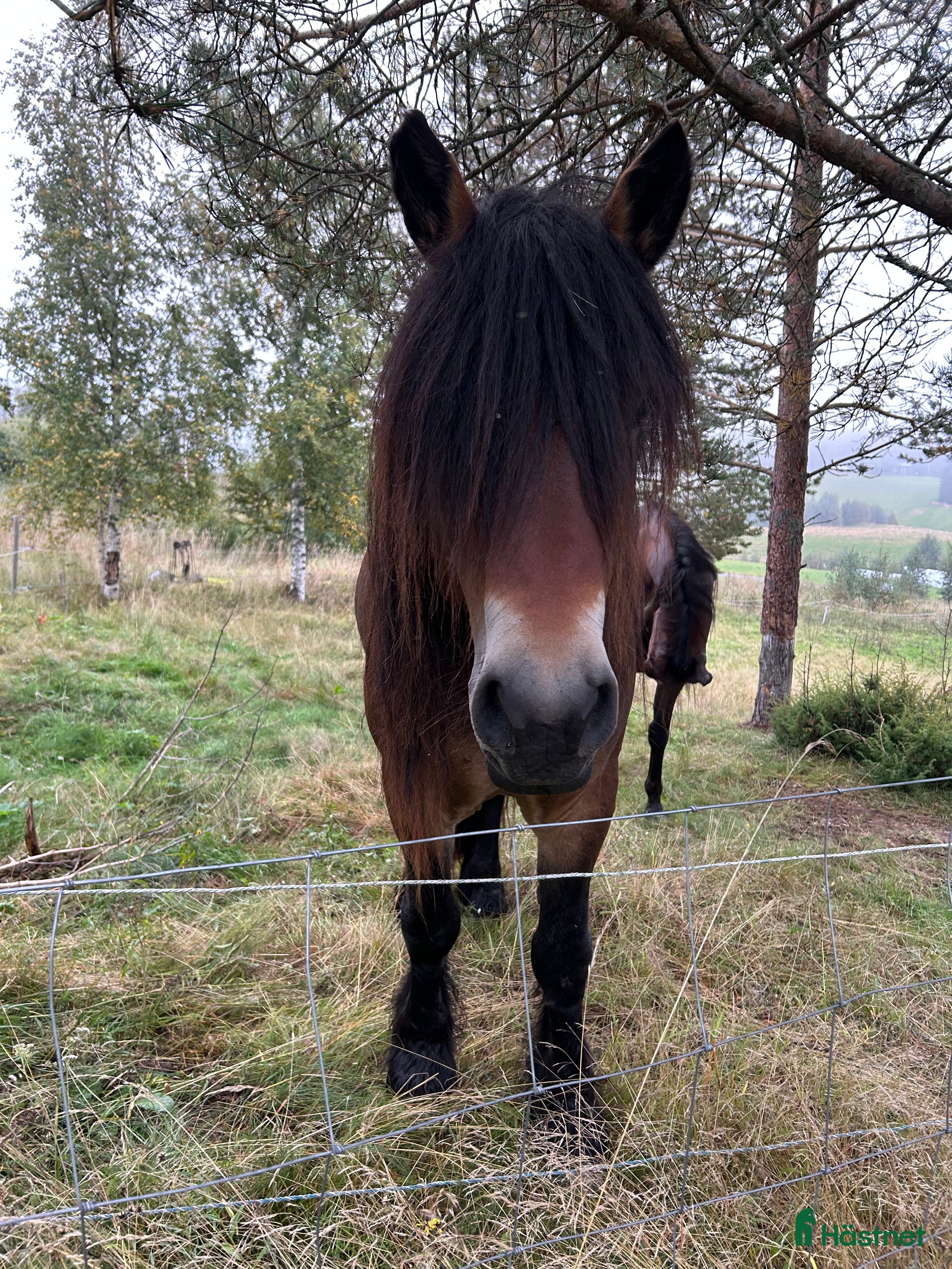  hästar Nordsvensk  i Älandsbro - Annons 17