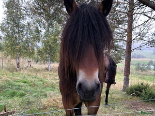hästar Nordsvensk i Älandsbro - Annons 9