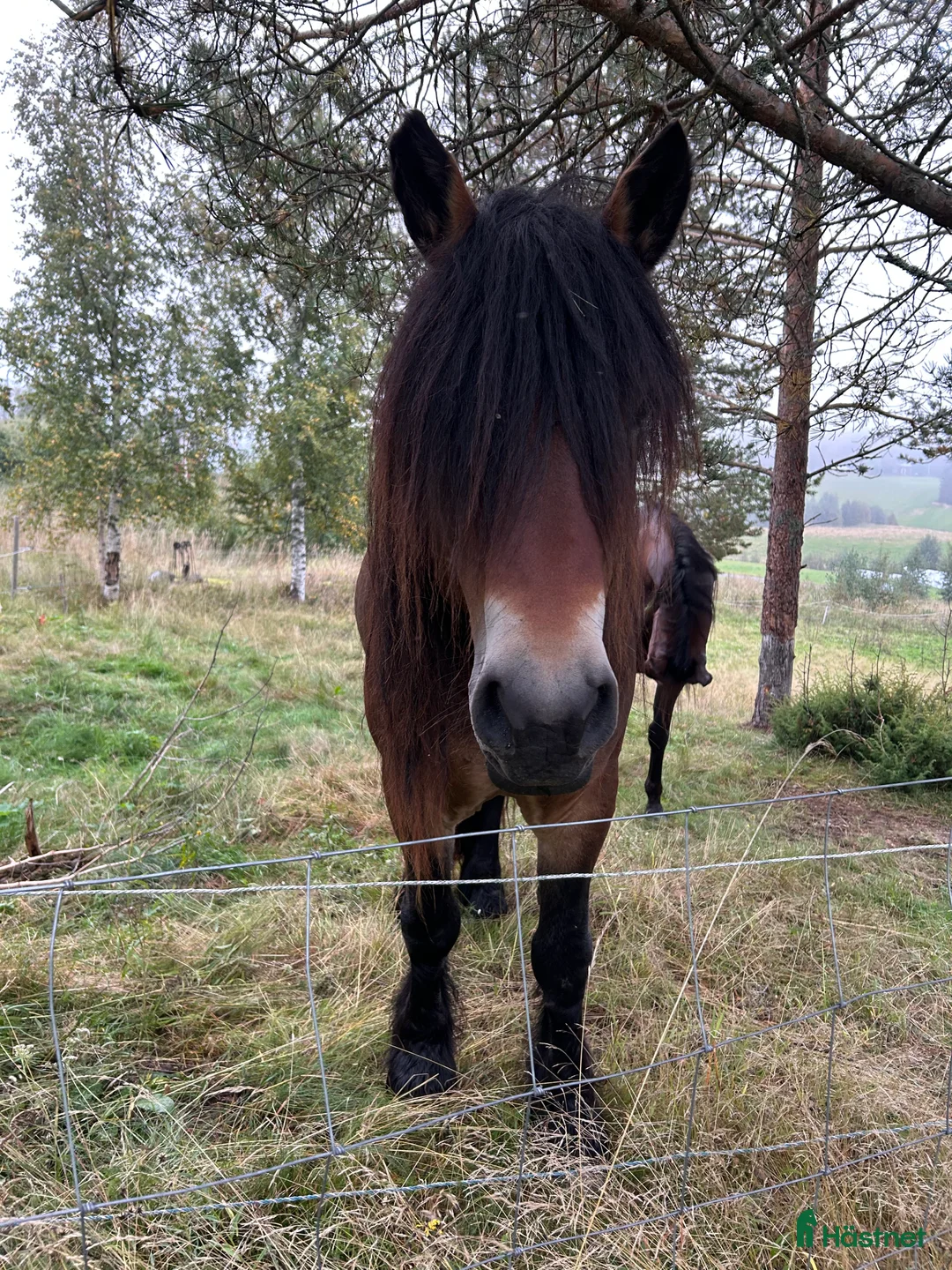 Allround hästar till salu: Nordsvensk  i Älandsbro - Annons 1