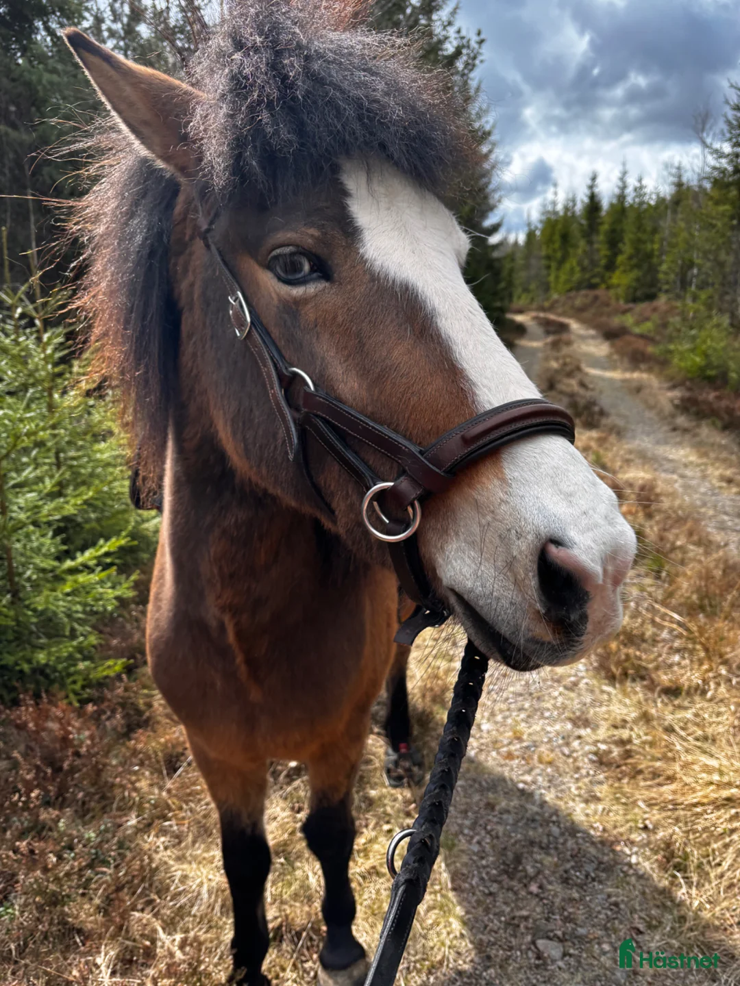 Övrigt hästar till salu: Skogsriden ponny (islandshäst), sällskap. i Holsljunga - Annons 4