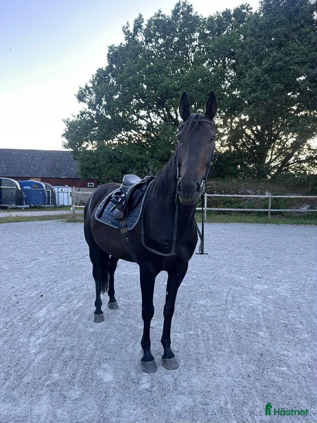 Allround hästar till salu: Mysig varmblodskille med stort hjärta. i Karlshamn - Annons 2