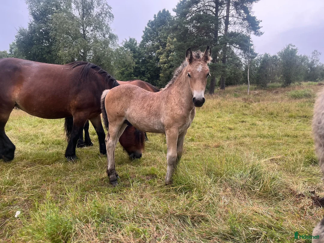 Allround hästar till salu: Nordsvenskt hingstföl  i Borås - Annons 4
