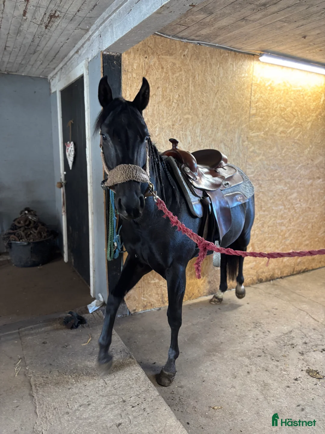 Allround hästar till salu: Ett charmtroll som drar blickar till sig! - Annons 2