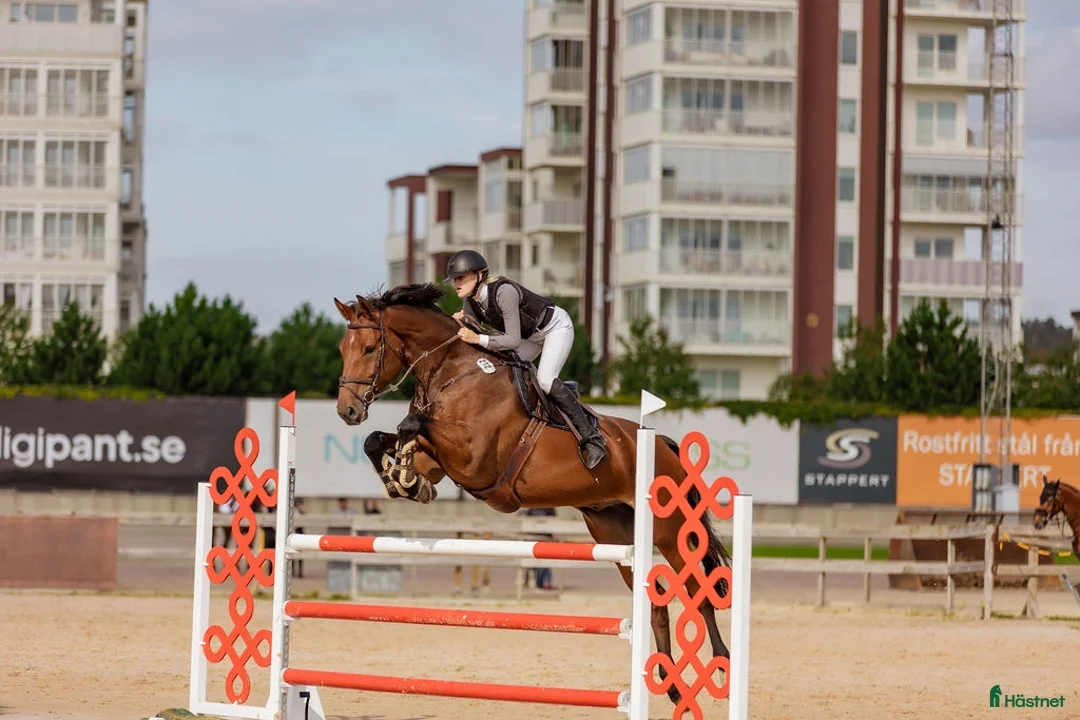 Hoppning hästar till salu: Ett kraftpaket med stor potential - Annons 4