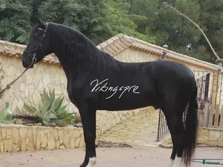 hästar Klassig svart PRE hingst i Halmstad - Annons 8