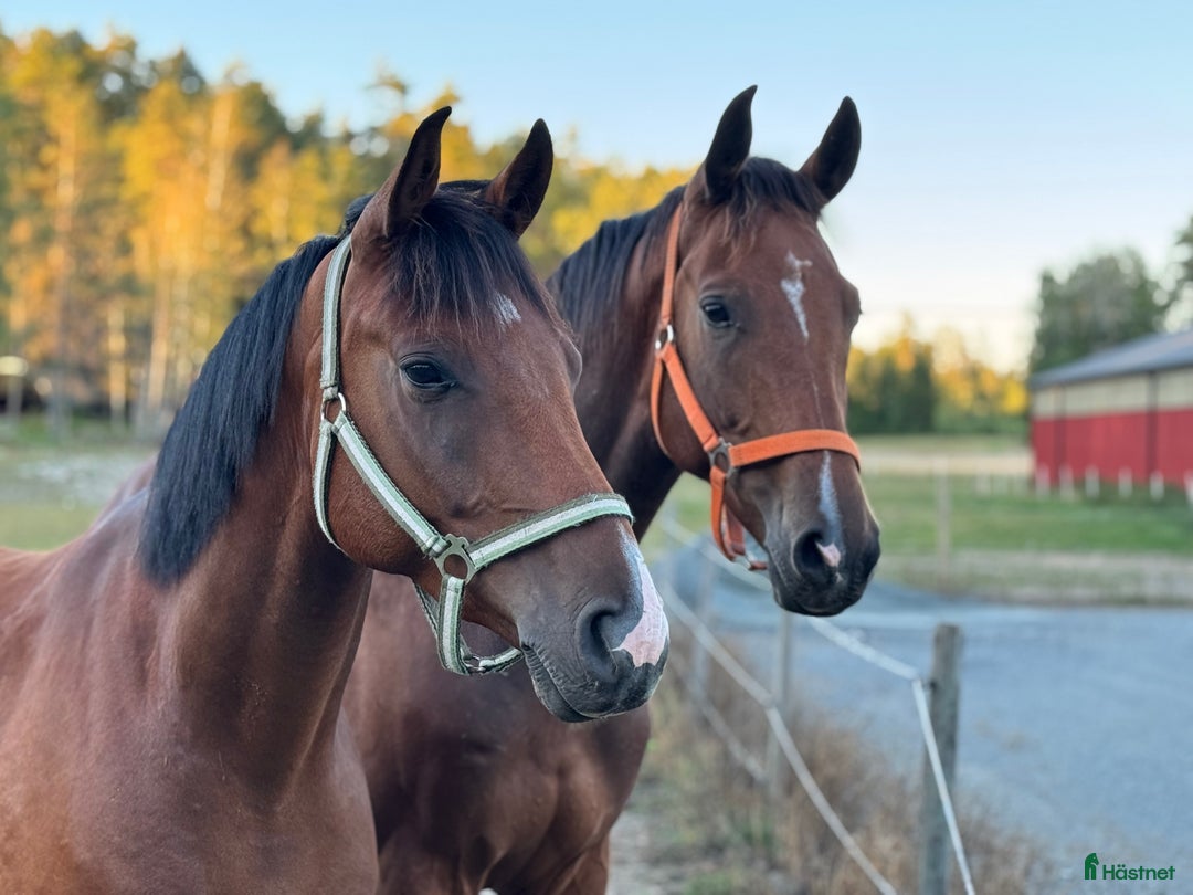  hästservice finnes: Julklappstips! Ridläger sommaren 2026 i Lidköping - Annons 27
