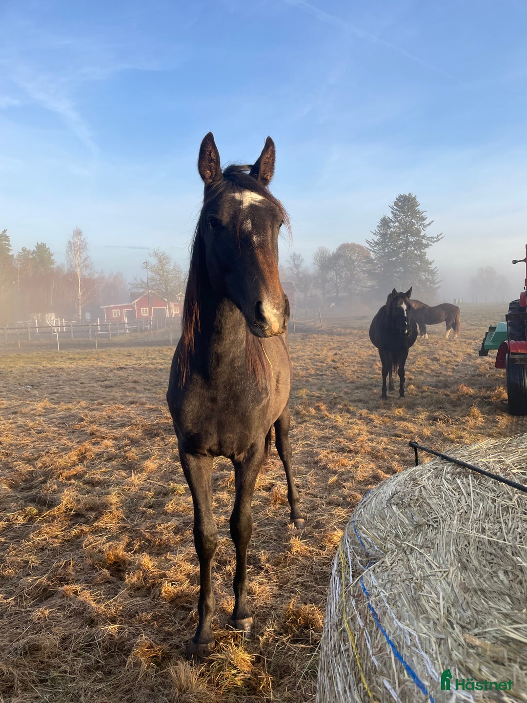Fälttävlan hästar till salu: Underbart trevlig 1,5 åring e Cornettino Ask i Bankeryd - Annons 3