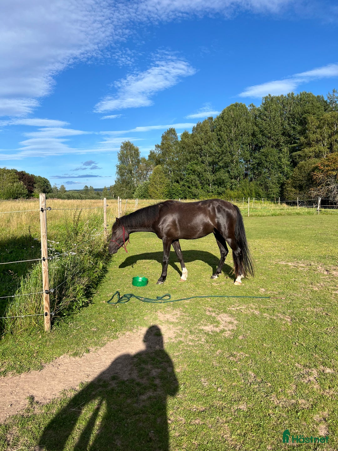 Allround hästar till salu: Blivande tävlingsponny eller lyxig hobbyhäst i Borlänge - Annons 5