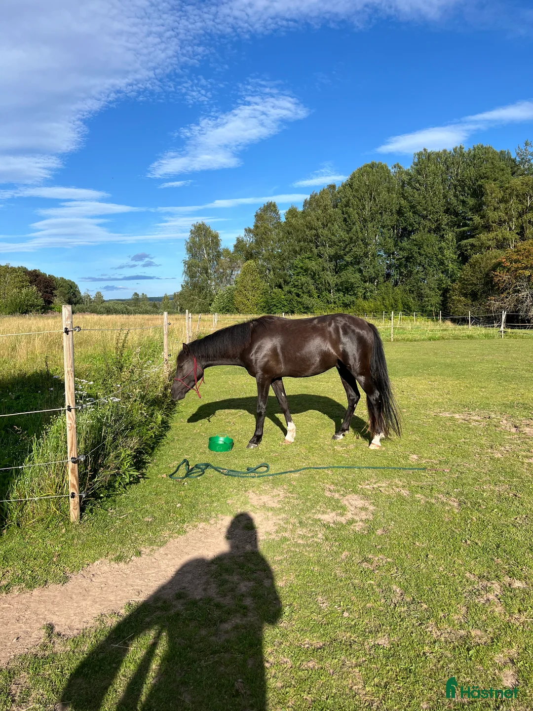 Allround hästar till salu: Blivande tävlingsponny eller lyxig hobbyhäst - Annons 6