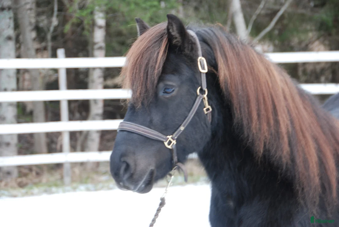Island hästar till salu: Supersnäll valack i Bergeforsen - Annons 1