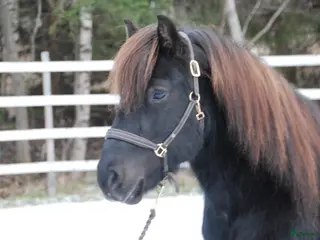 hästar Supersnäll valack i Bergeforsen - Annons 1