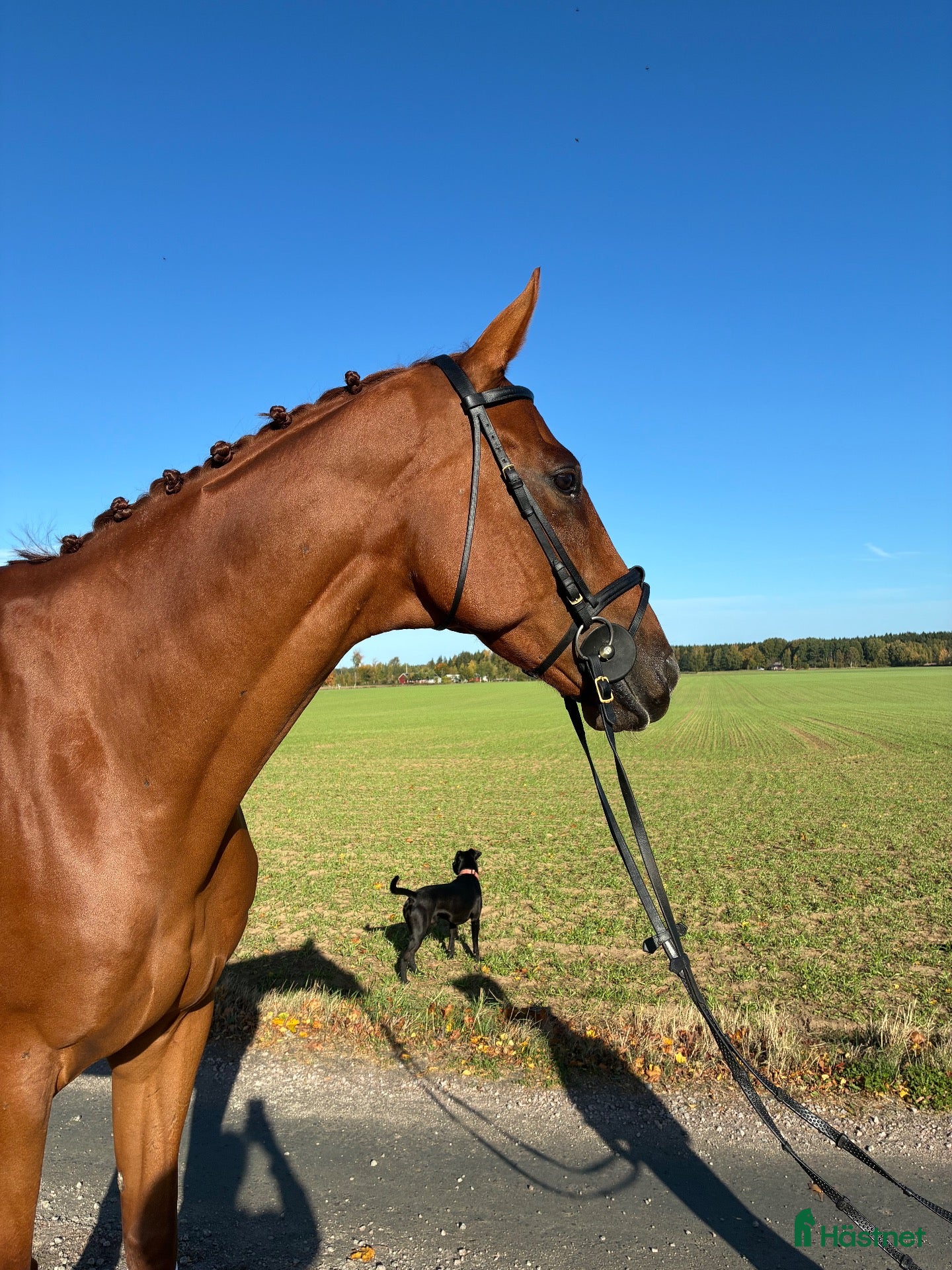  hästar Fantastisk snäll välriden kille  - Annons 2