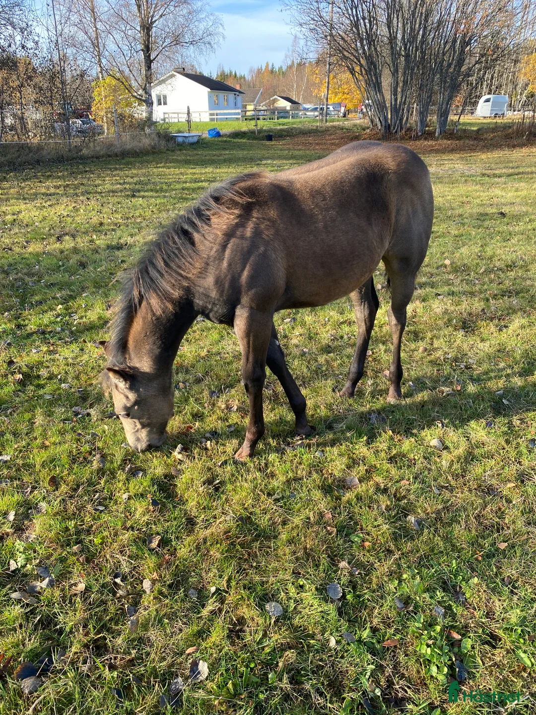 Western hästar till salu: Superfin Quarter åring  - Annons 4
