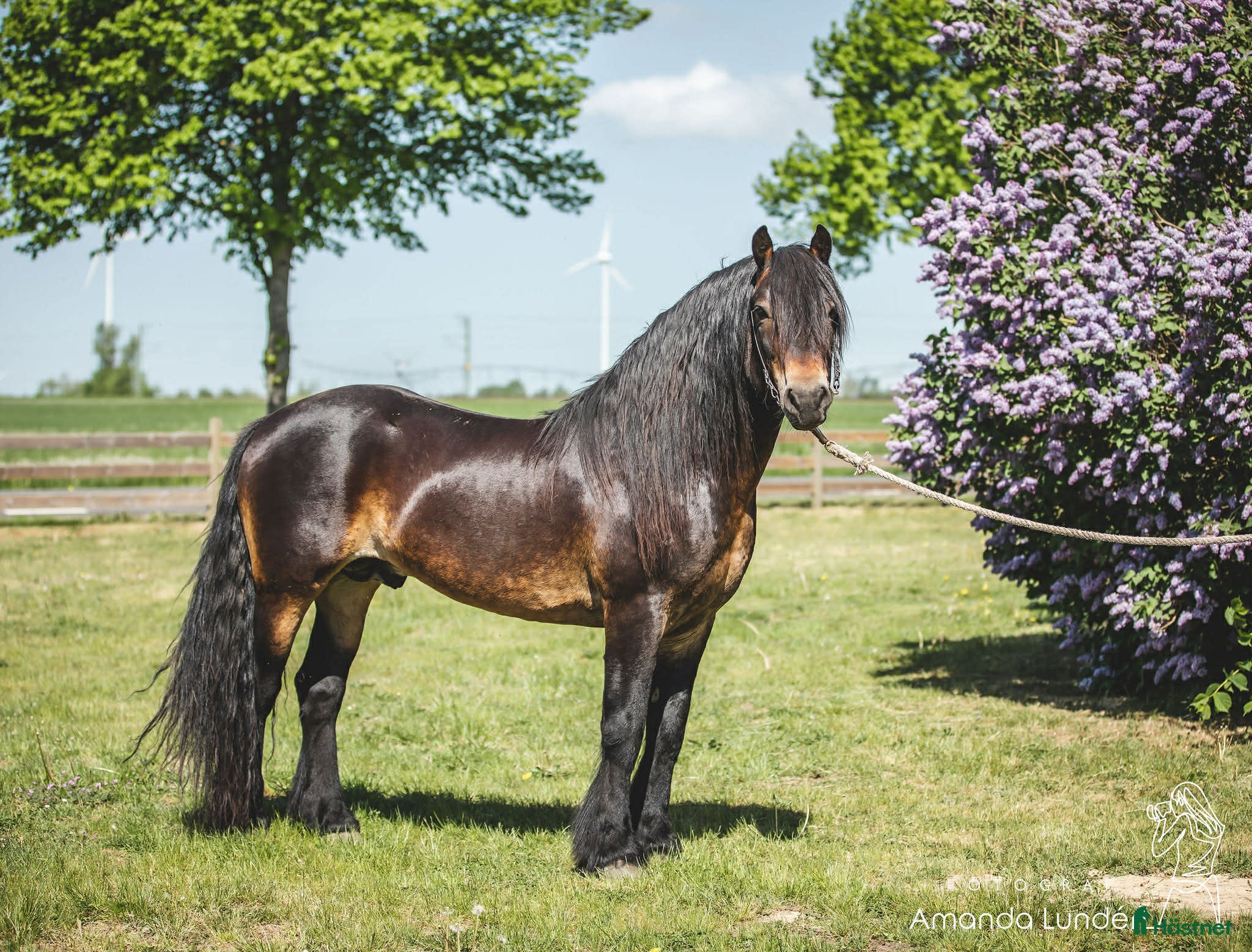  hästar Avel Nordsvensk hingst  - Annons 1