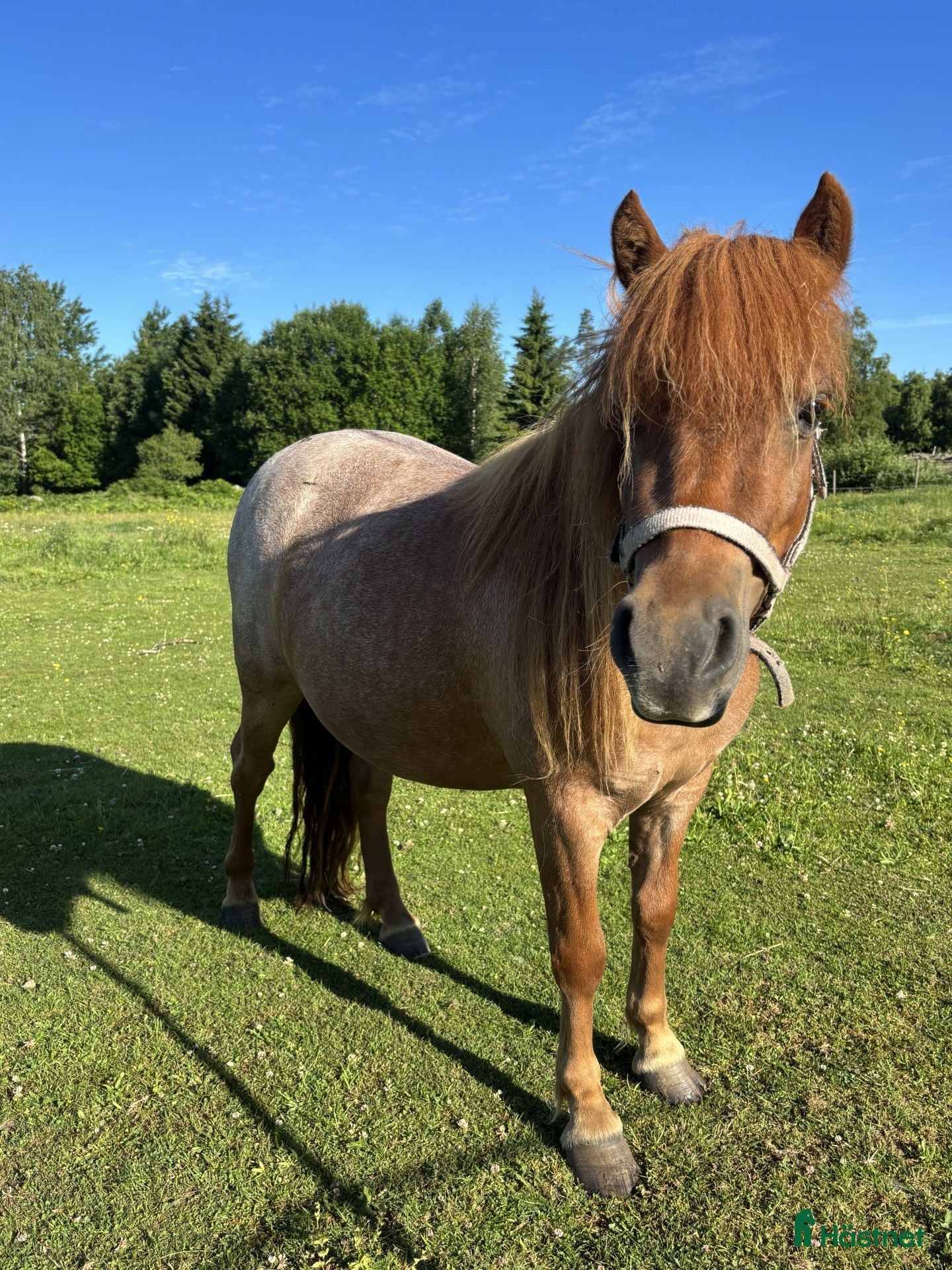  hästar Superstammat shettissto - Annons 10