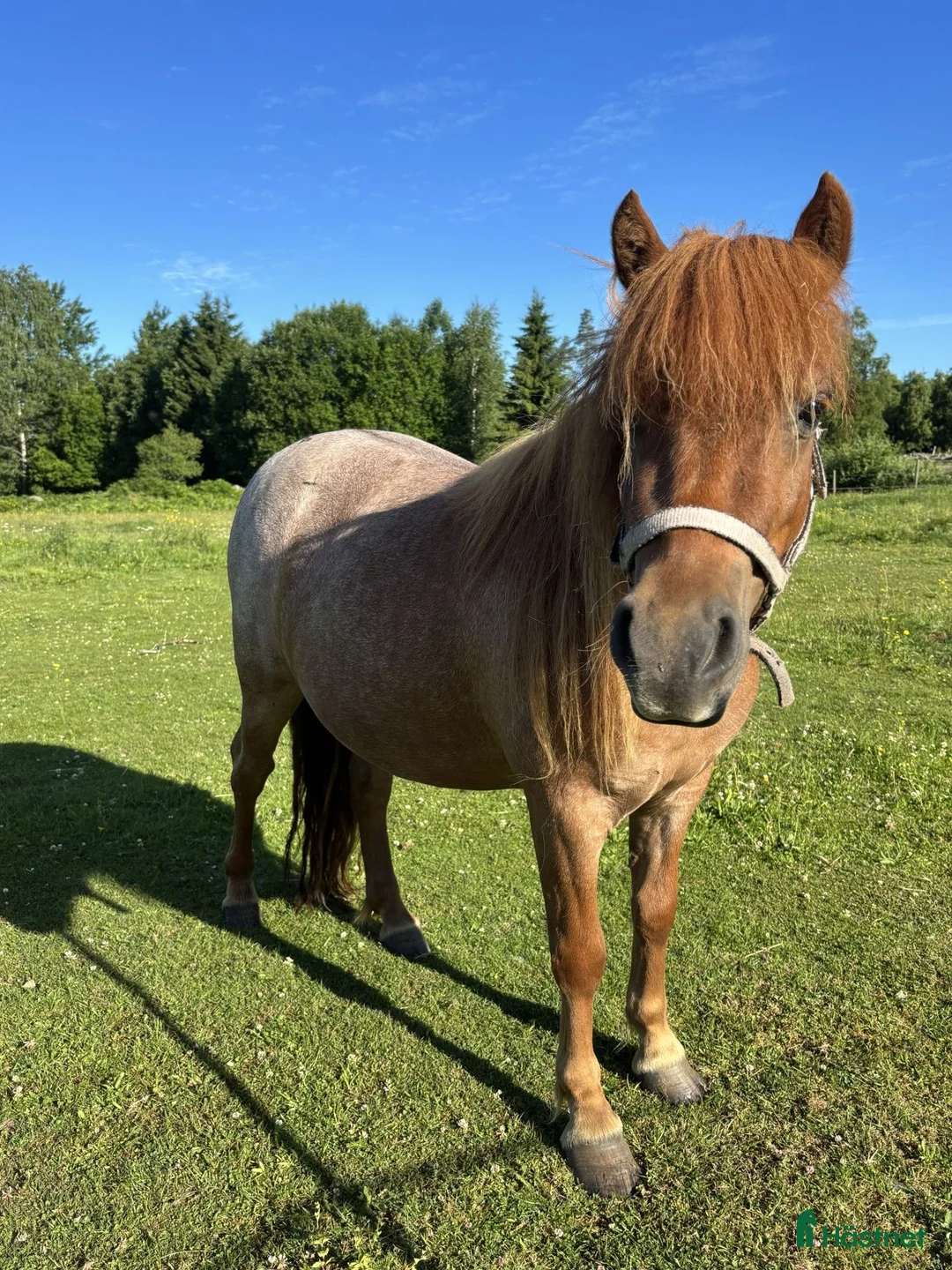Trav hästar till salu: Superstammat shettissto i Tävelsås - Annons 1