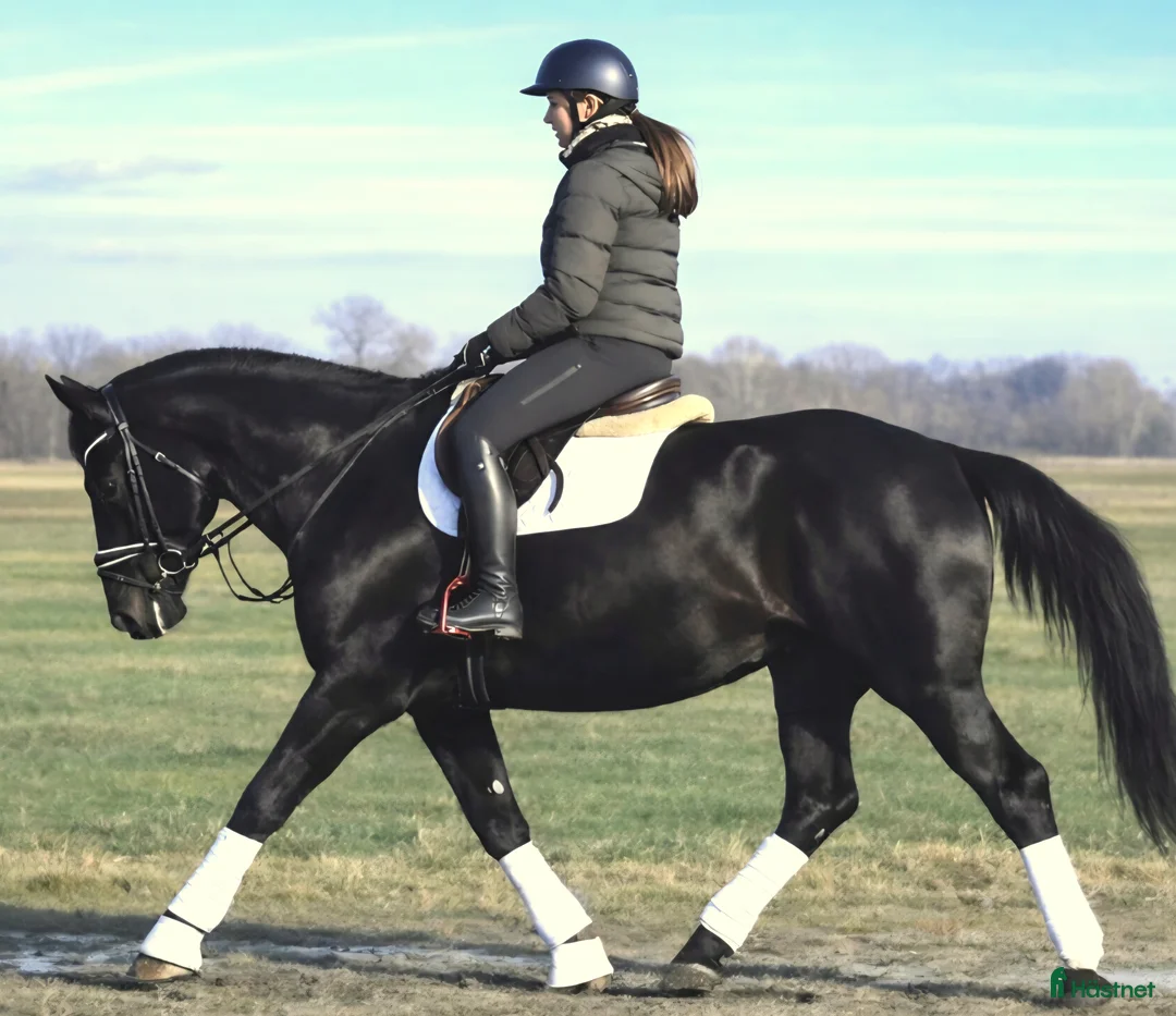 Allround hästar till salu: A real special black Bombproof for New Year i Örsundsbro - Annons 6