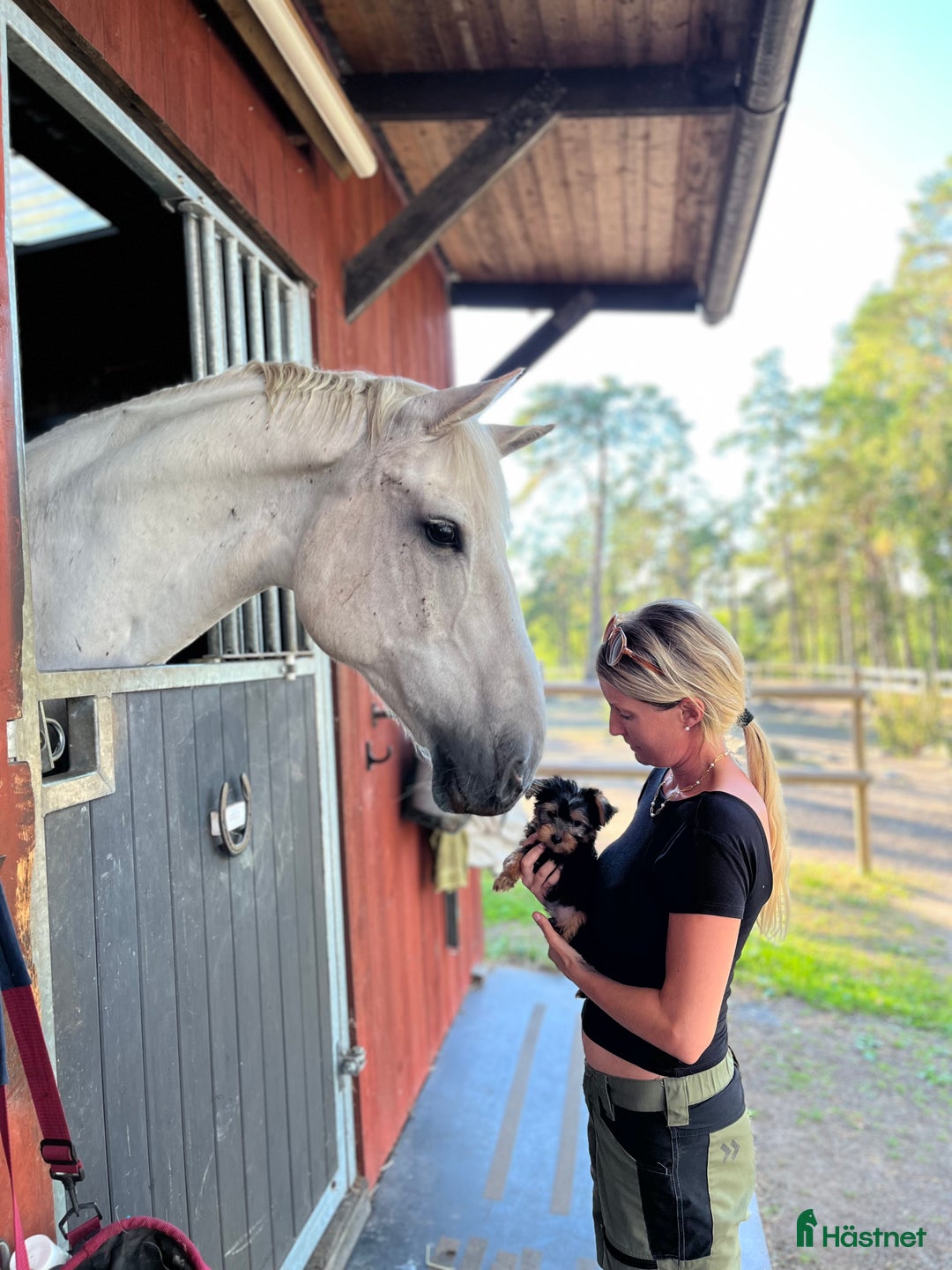  stallplats finnes: Boxplats för 2 valacker!  - Annons 8
