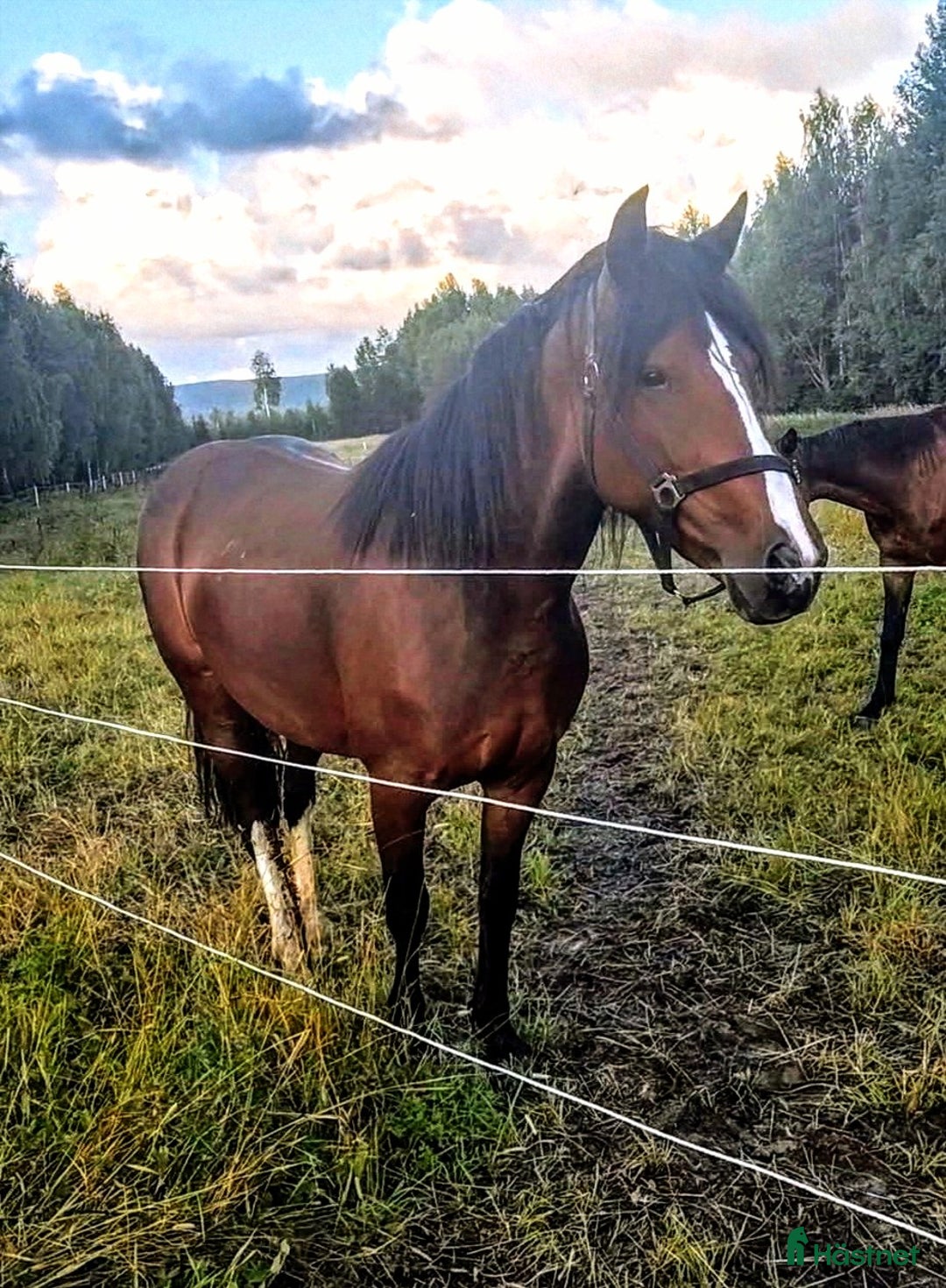 Allround hästar till salu: Levnadsglad häst med utstrålning ( PÅ PROV) i Vännäsby - Annons 3
