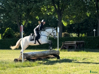 Hoppning hästar till salu i Svedala - Annons 1