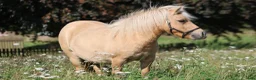 Allround hästar till salu: Palomino shetlandsponyhoppe - Annons 4