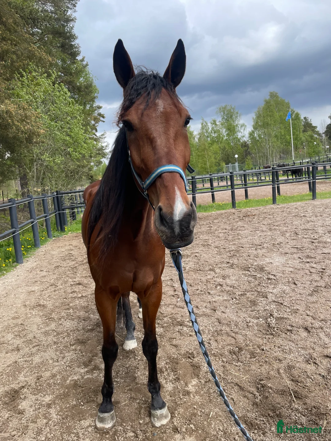 Trav hästar till salu: Starthäst - Annons 4