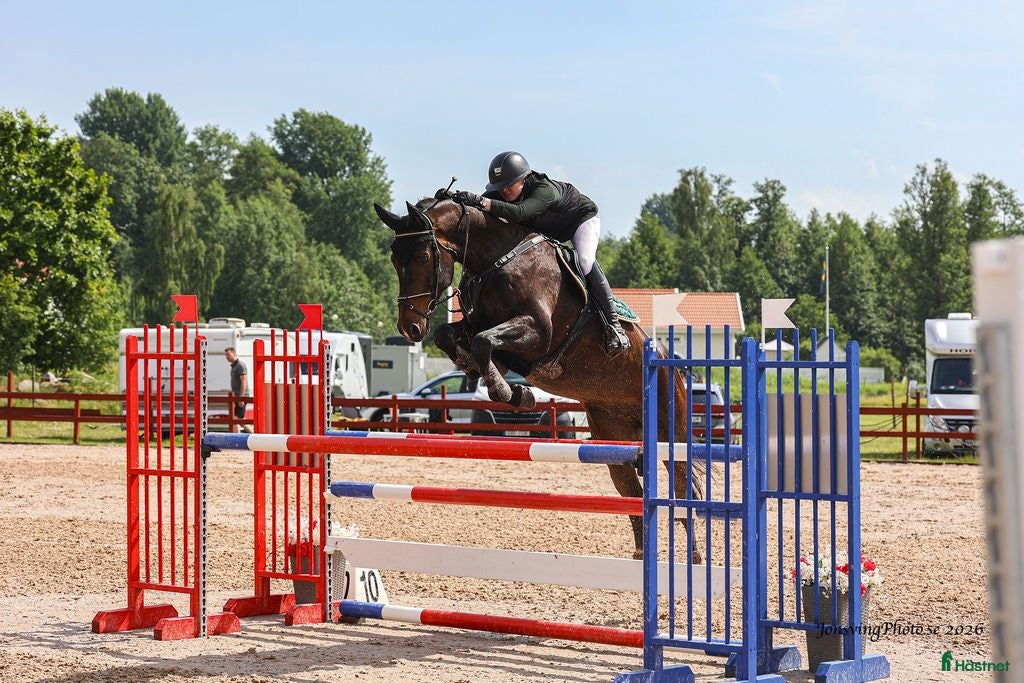  hästar 6-åring med potential - Annons 11