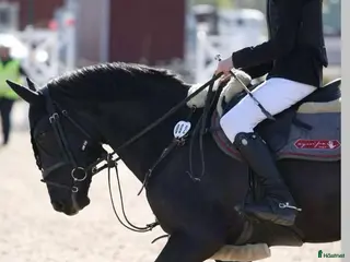 hästar Trygg bästa kompis - Annons 1