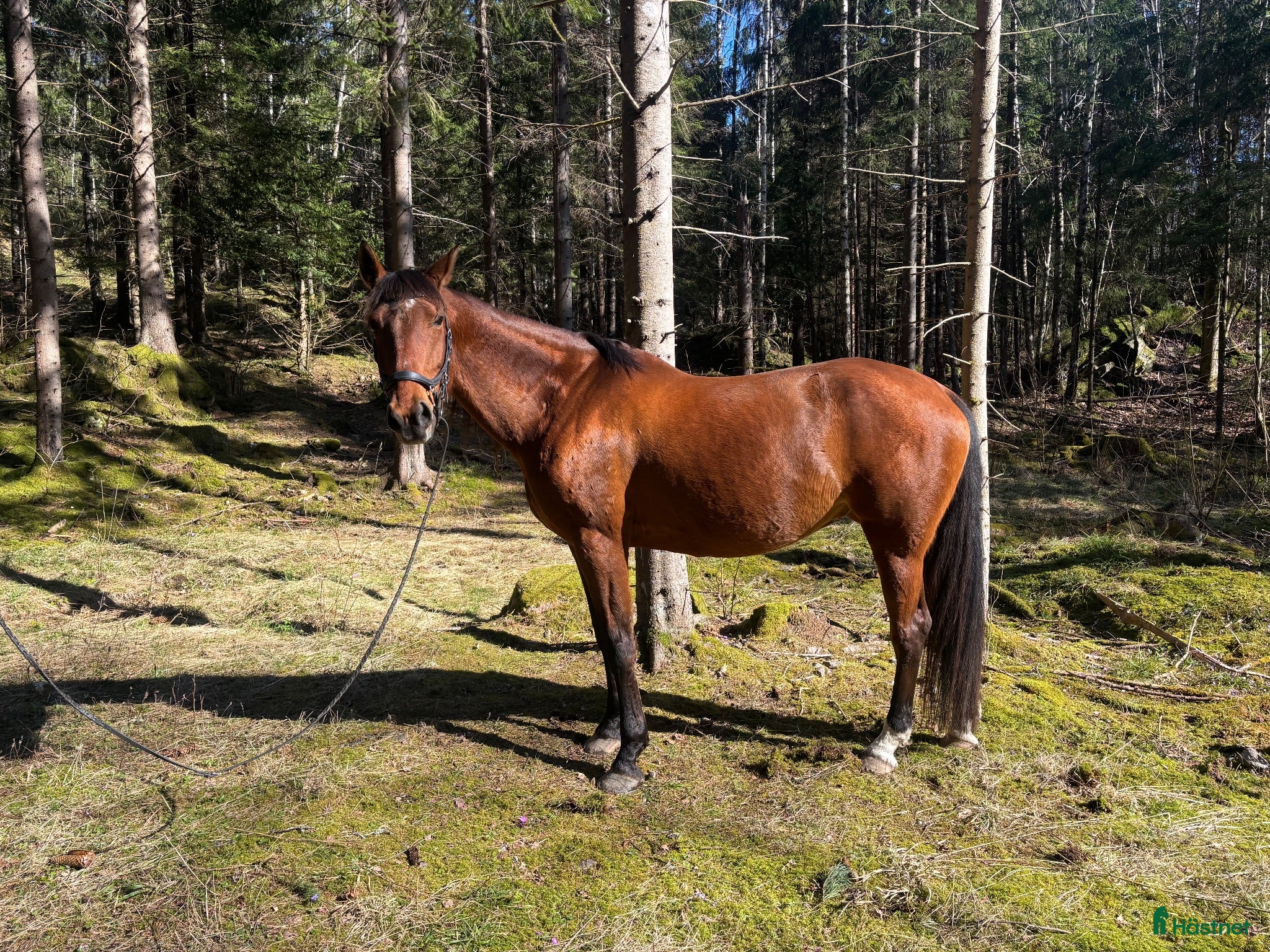  hästar Stommens Pandora trevligt SWB-sto - Annons 11