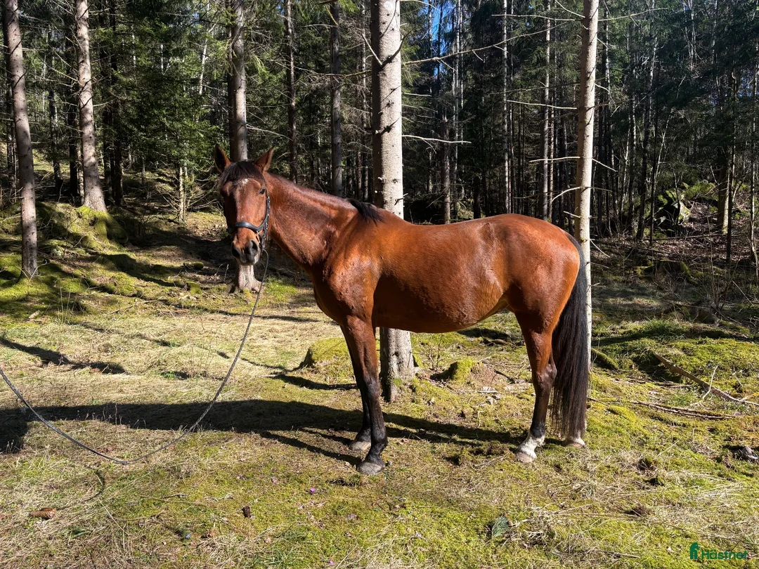 Allround hästar till salu: Stommens Pandora trevligt SWB-sto i Mellerud - Annons 1