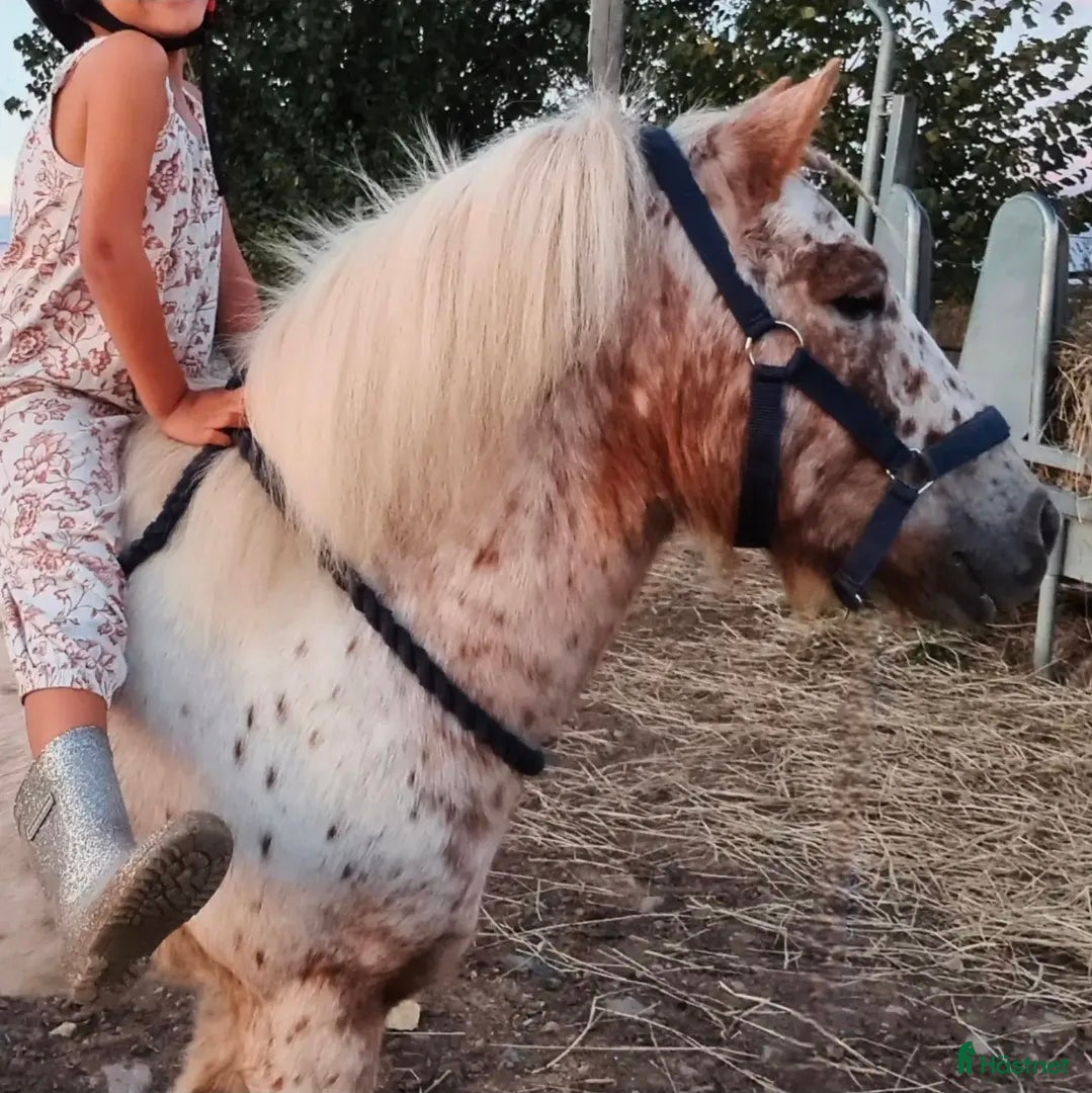  hästar 🦄 FERRARI 🦄 - Annons 1