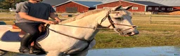 Allround hästar till salu: Okomplicerade allround häst 🐴 - Annons 1