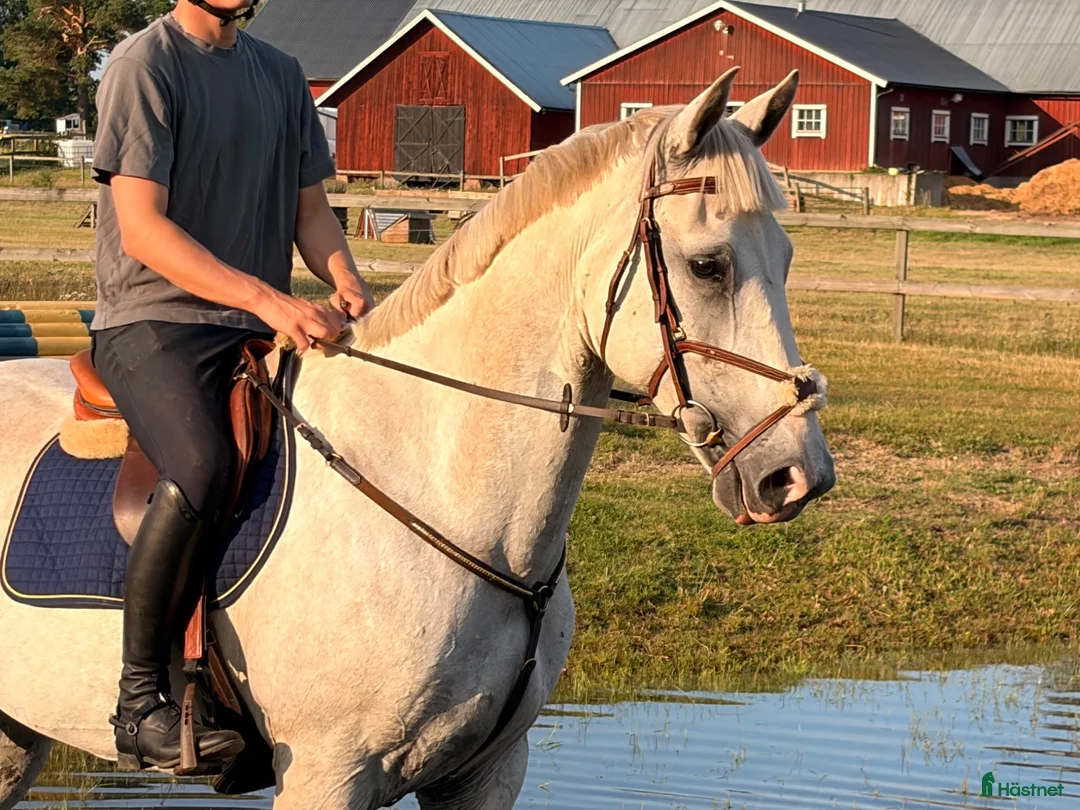 Allround hästar till salu: Okomplicerade allround häst 🐴 - Annons 1