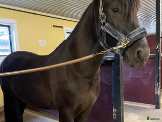 Allround hästar till salu: Sagohäst till salu! i Gustavsberg - Annons 1