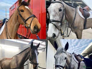 hästservice Klippning i Örsundsbro - Annons 19