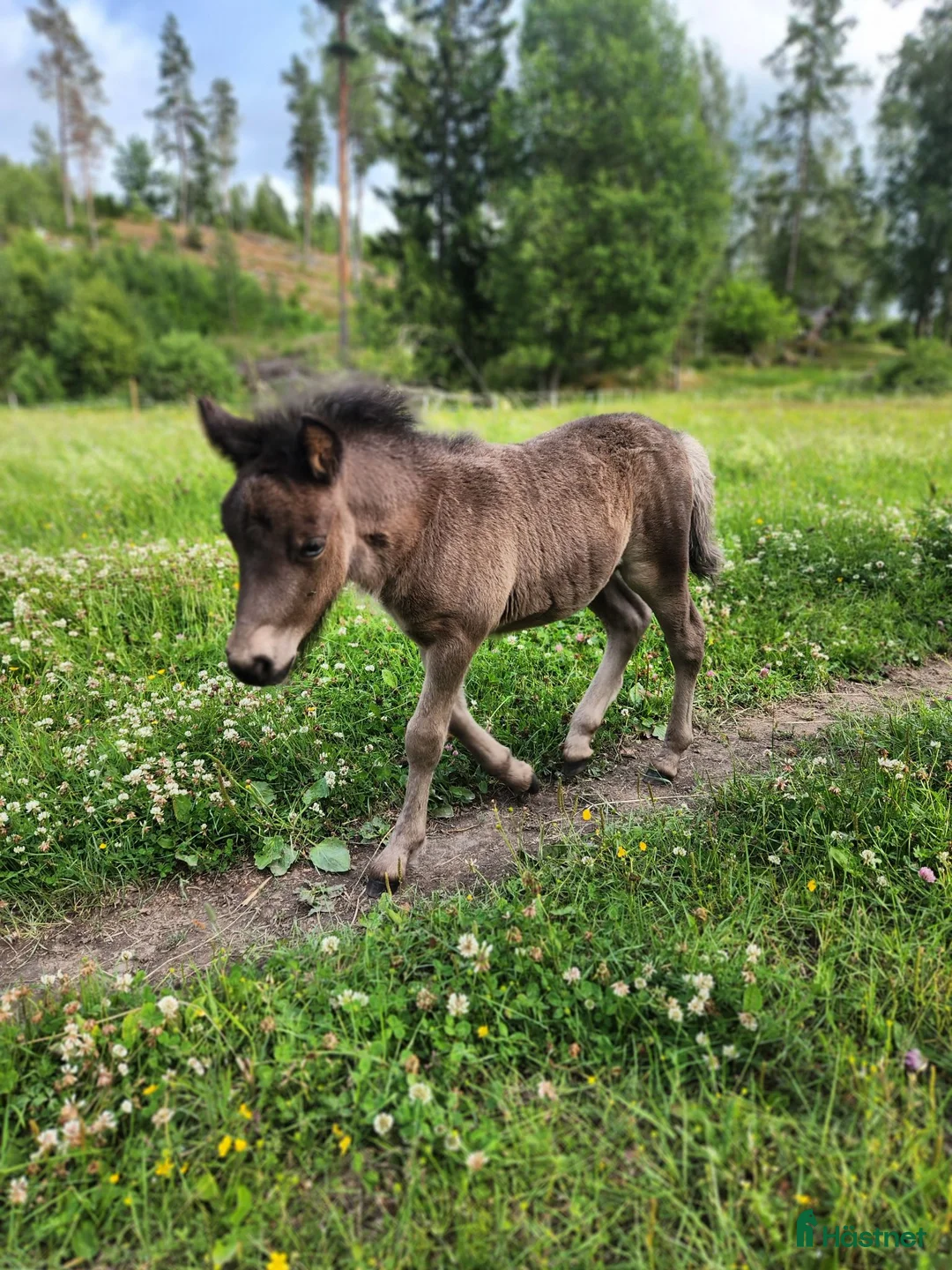 Allround hästar till salu: Välstammad unghingst av den större modellen! - Annons 2