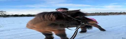 Island hästar till salu: Snäll känslig kille - Annons 3
