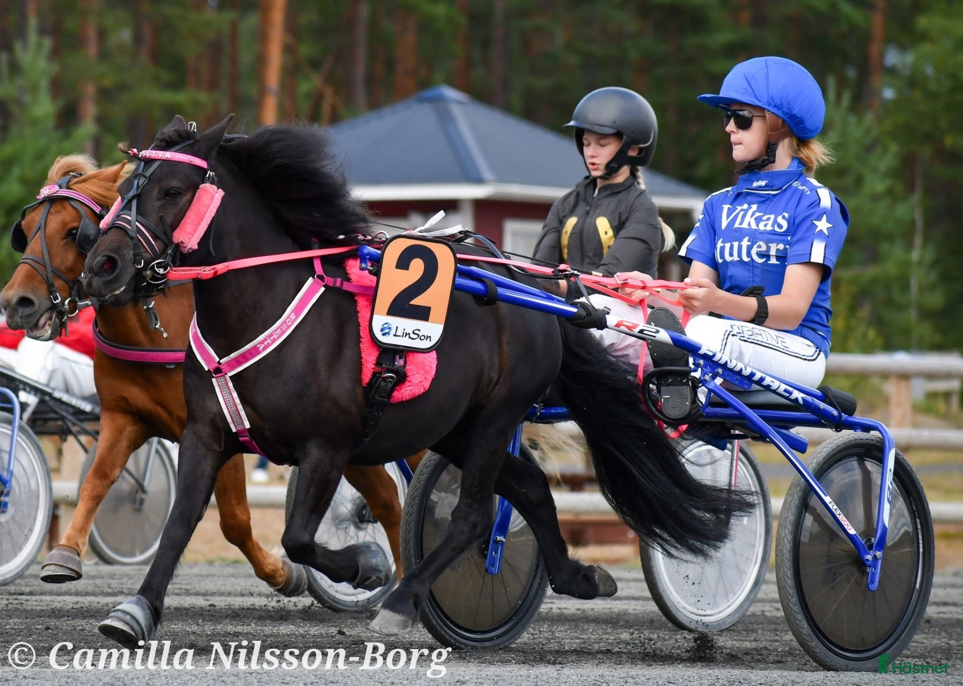  hästar Glädjespridare och Rosettplockare - Annons 1