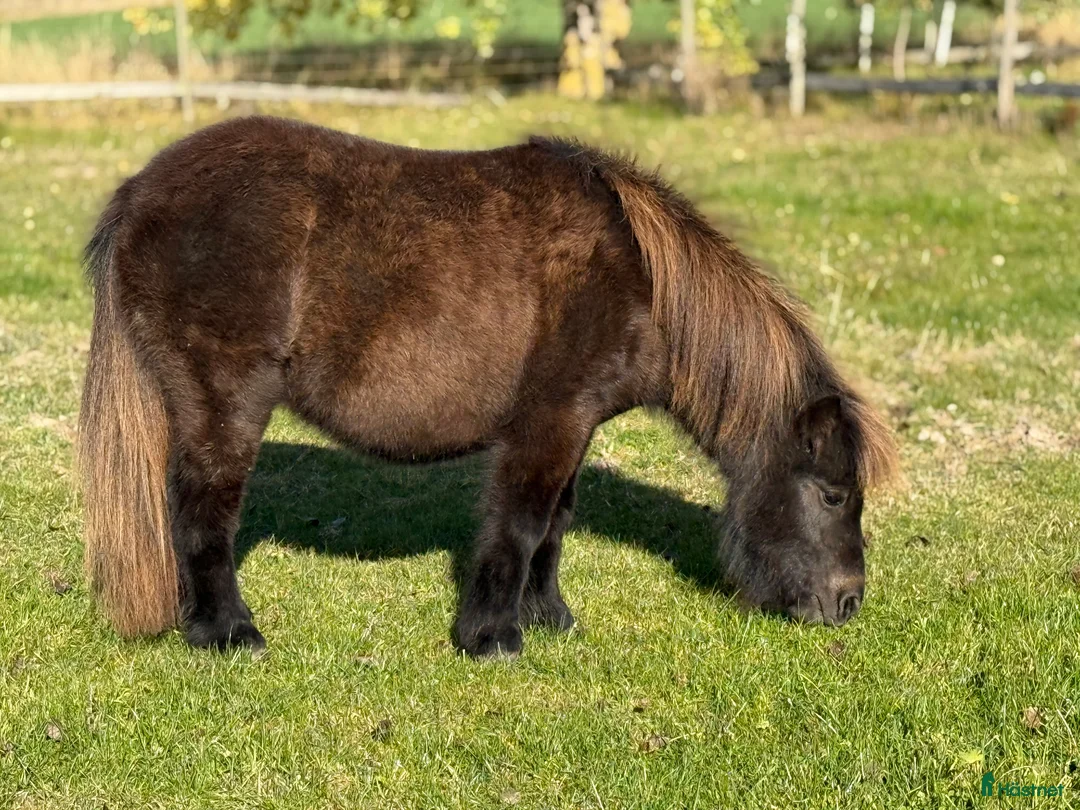 Sällskap hästar till salu: Shetlandsponny Ston i Nyköping - Annons 2