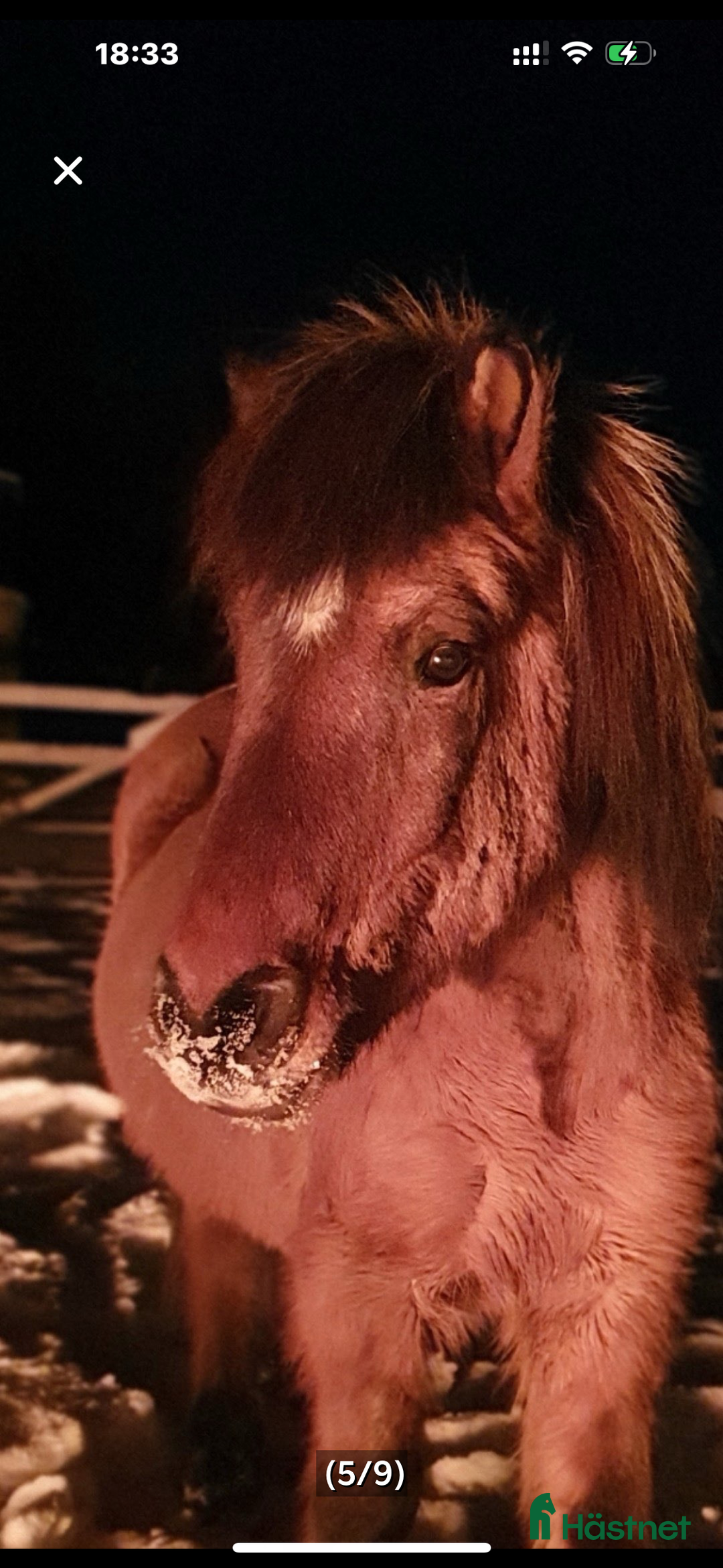 Island hästar till salu: Två Islandshästar foder /säljes i Ärla - Annons 3
