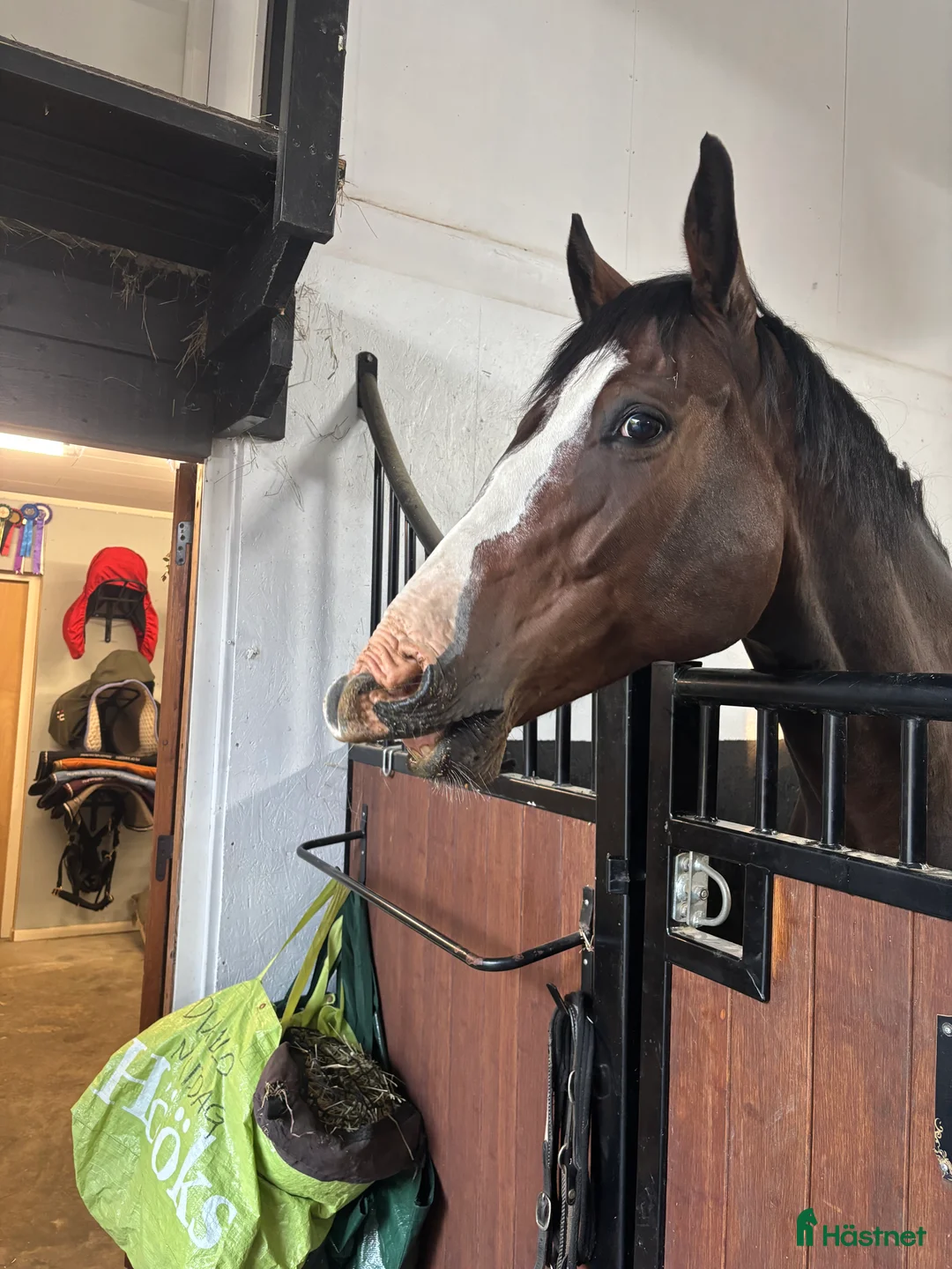  medryttarhäst finnes: Erfaren medryttare till häftig Swb hopp/dressyr i Västerhaninge - Annons 21