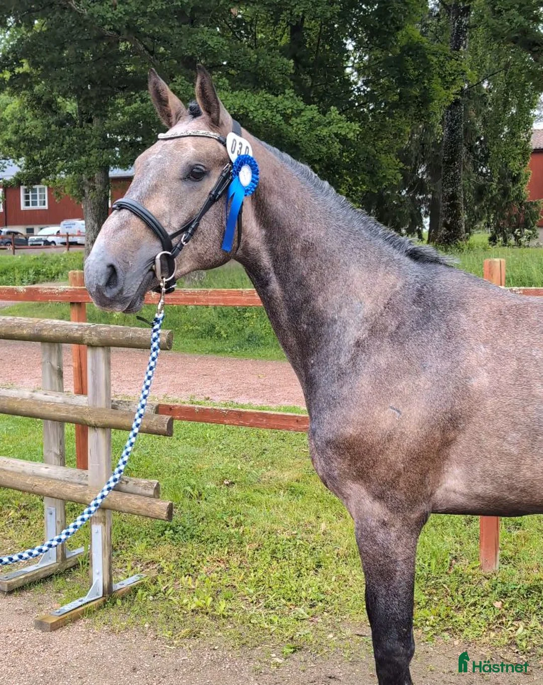 Hoppning hästar till salu: Dubbel klass 1 treårstest - Annons 1