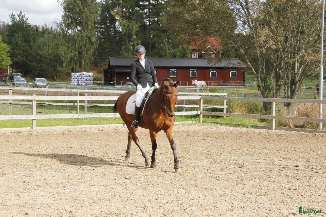  foderhäst finnes: Pigg, äldre D-ponny utlånas i Åkersberga - Annons 3
