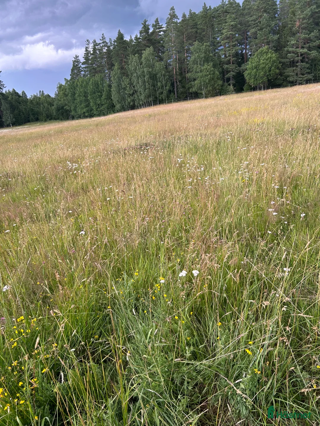  stallplats finnes: Sommarbete(och lösdriftplats till hösten) finnes! i Knivsta - Annons 1