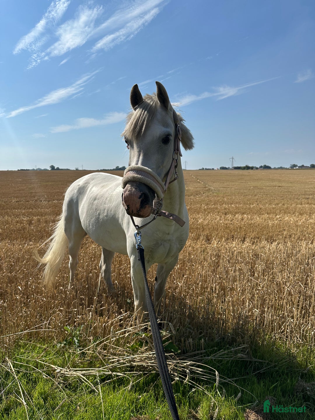 Allround hästar till salu: Prinsessa till salu i Vellinge - Annons 2